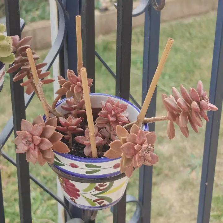 Graptosedum Bronze 3