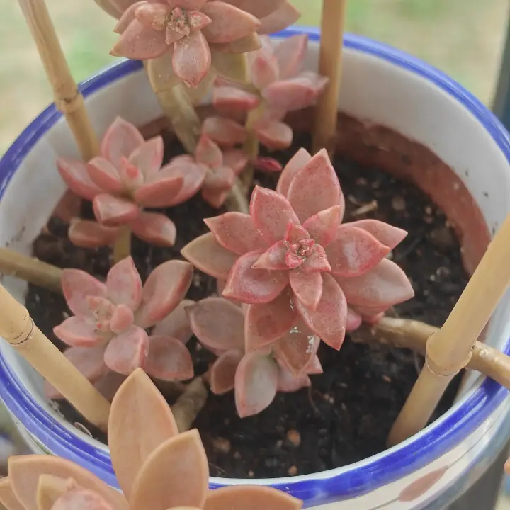 Graptosedum Bronze 4