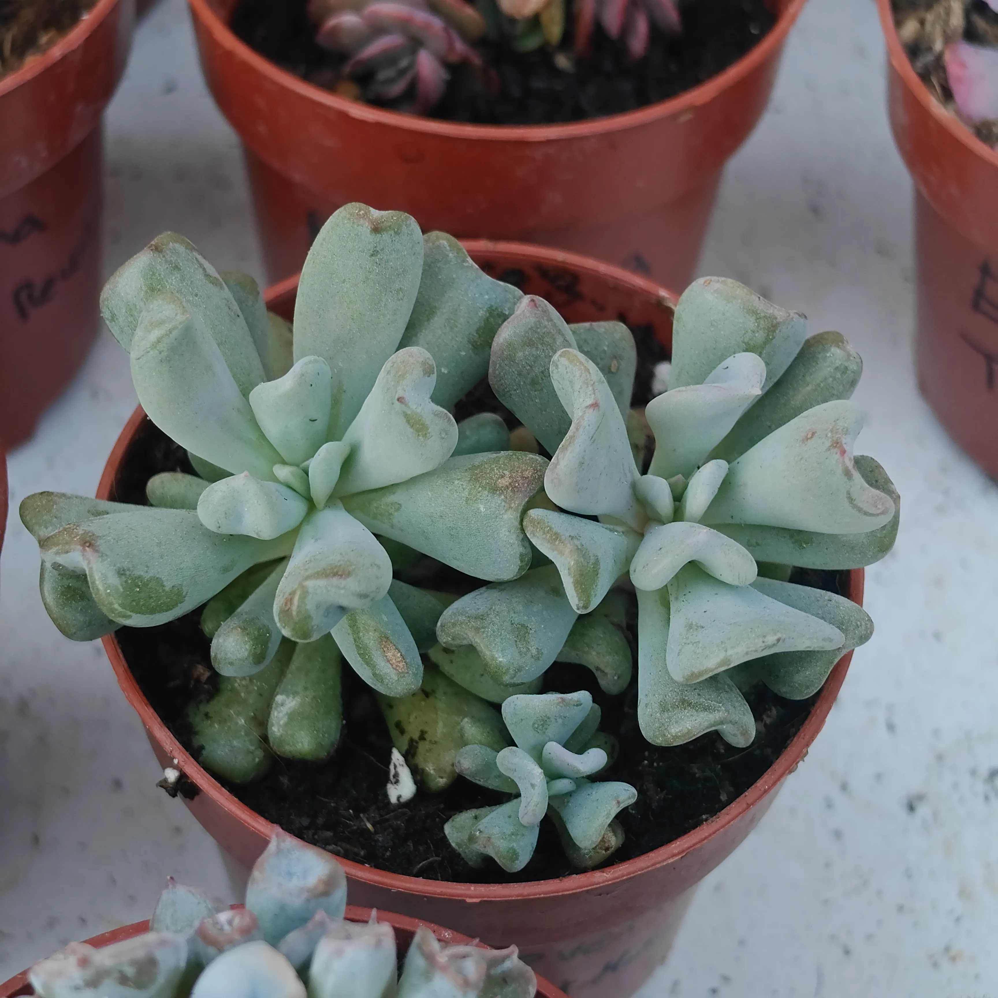 Echeveria Cubic Frost Mutation