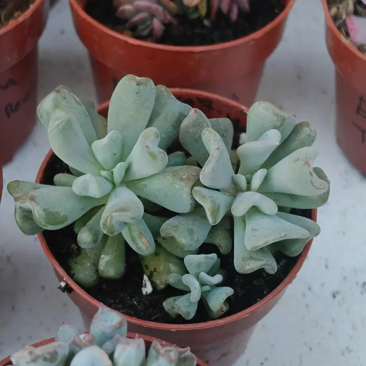 Echeveria Cubic Frost Mutation 1
