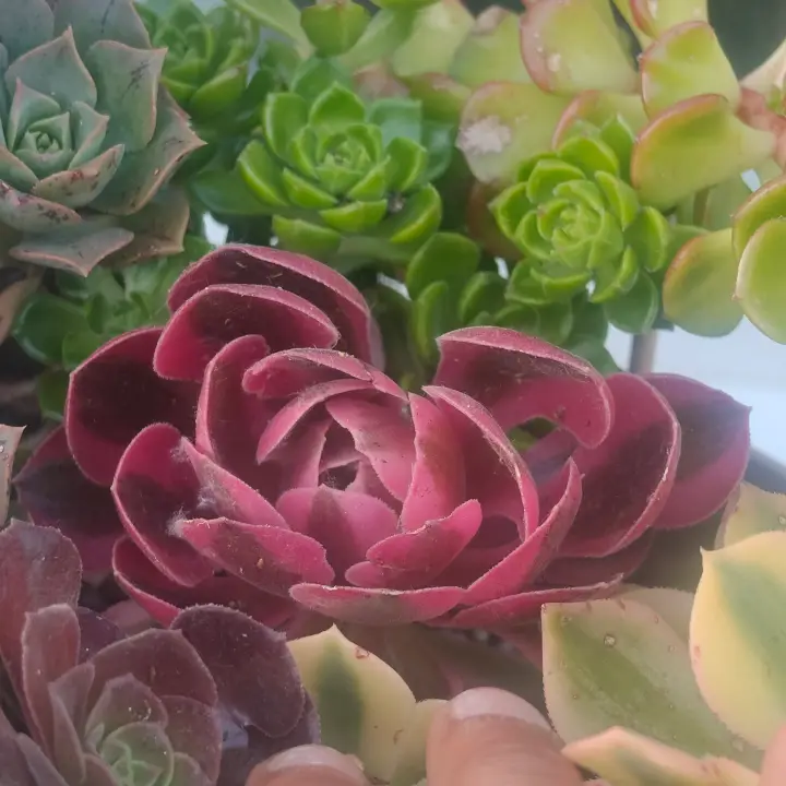 Aeonium Pink Witch 1