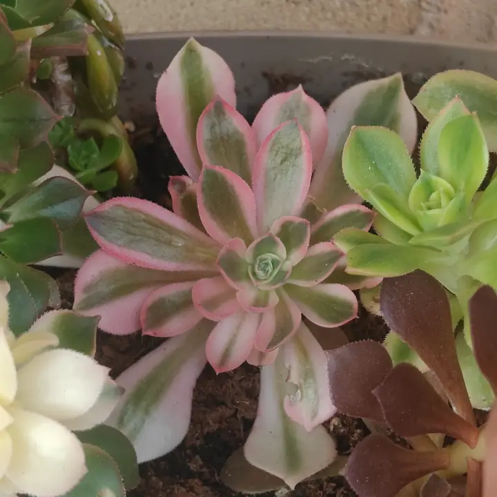 Aeonium Pink Witch 2