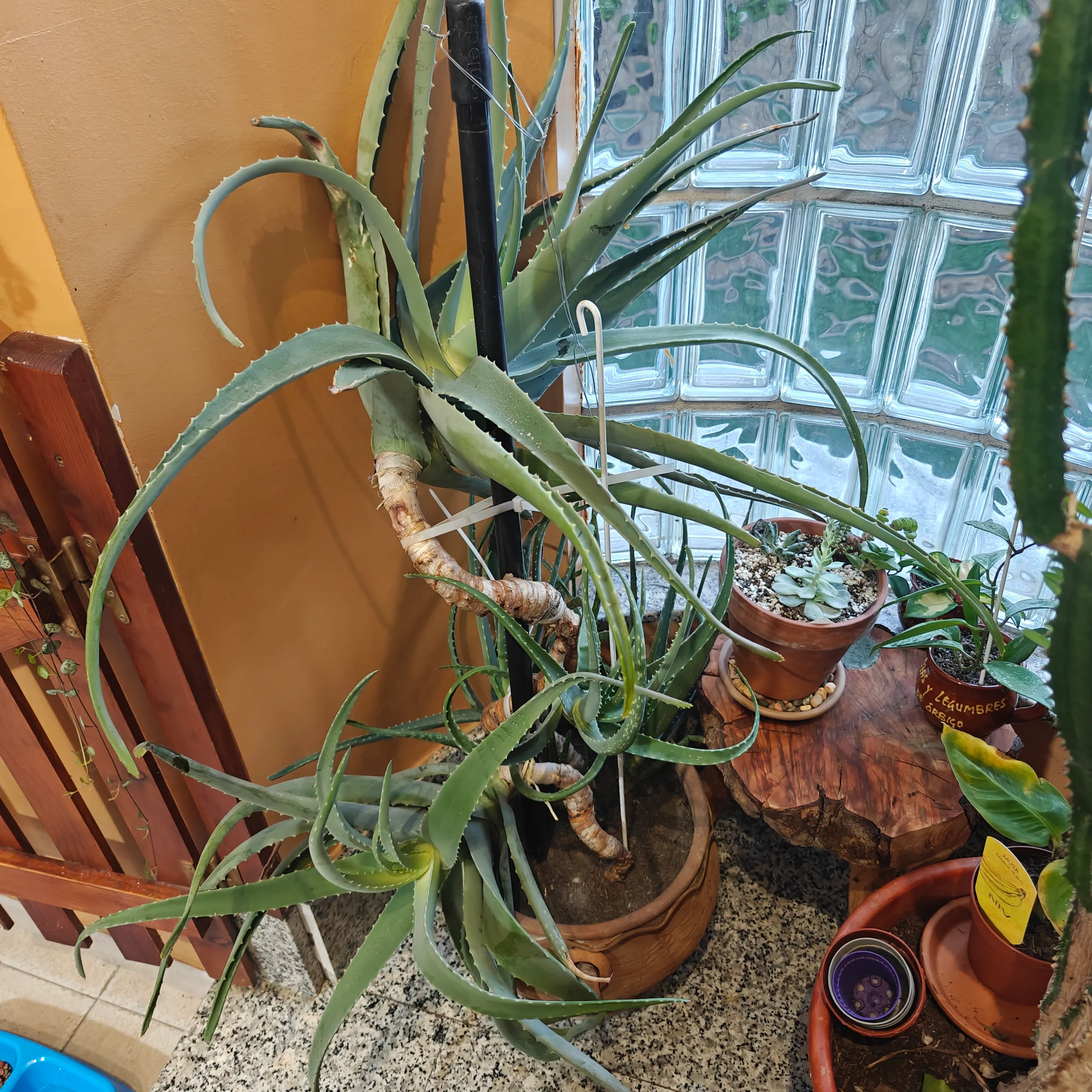 Aloe Vera