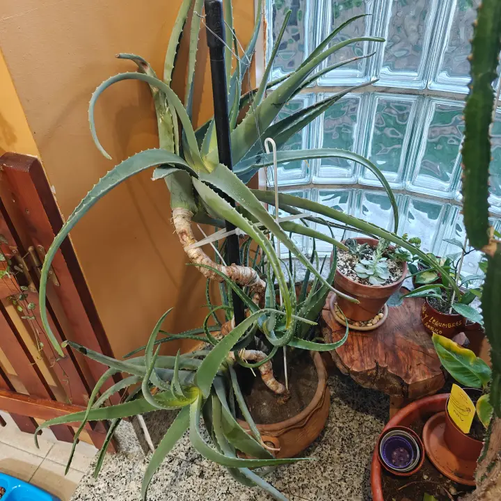 Aloe Vera 1
