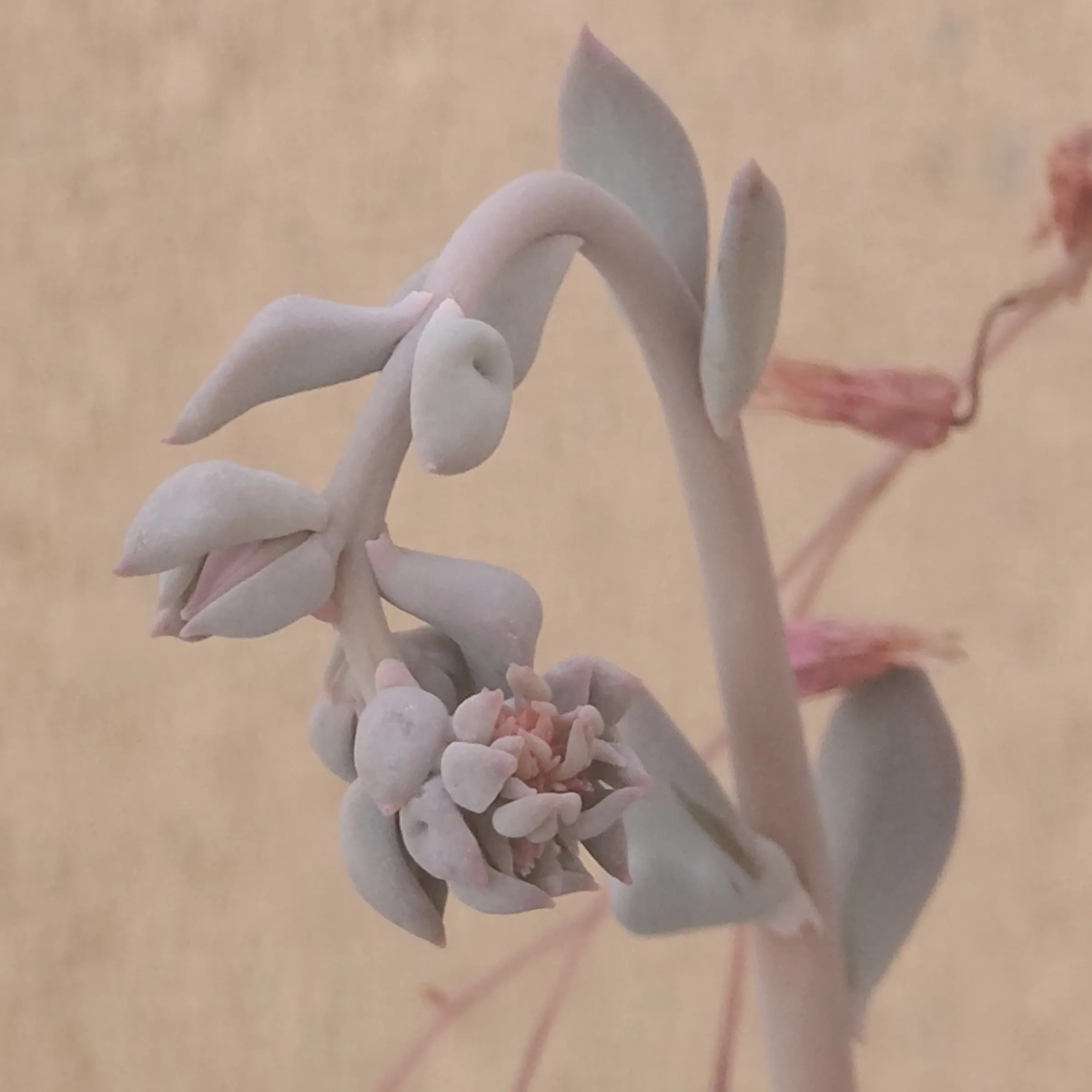 Echeveria Pig Nose 3
