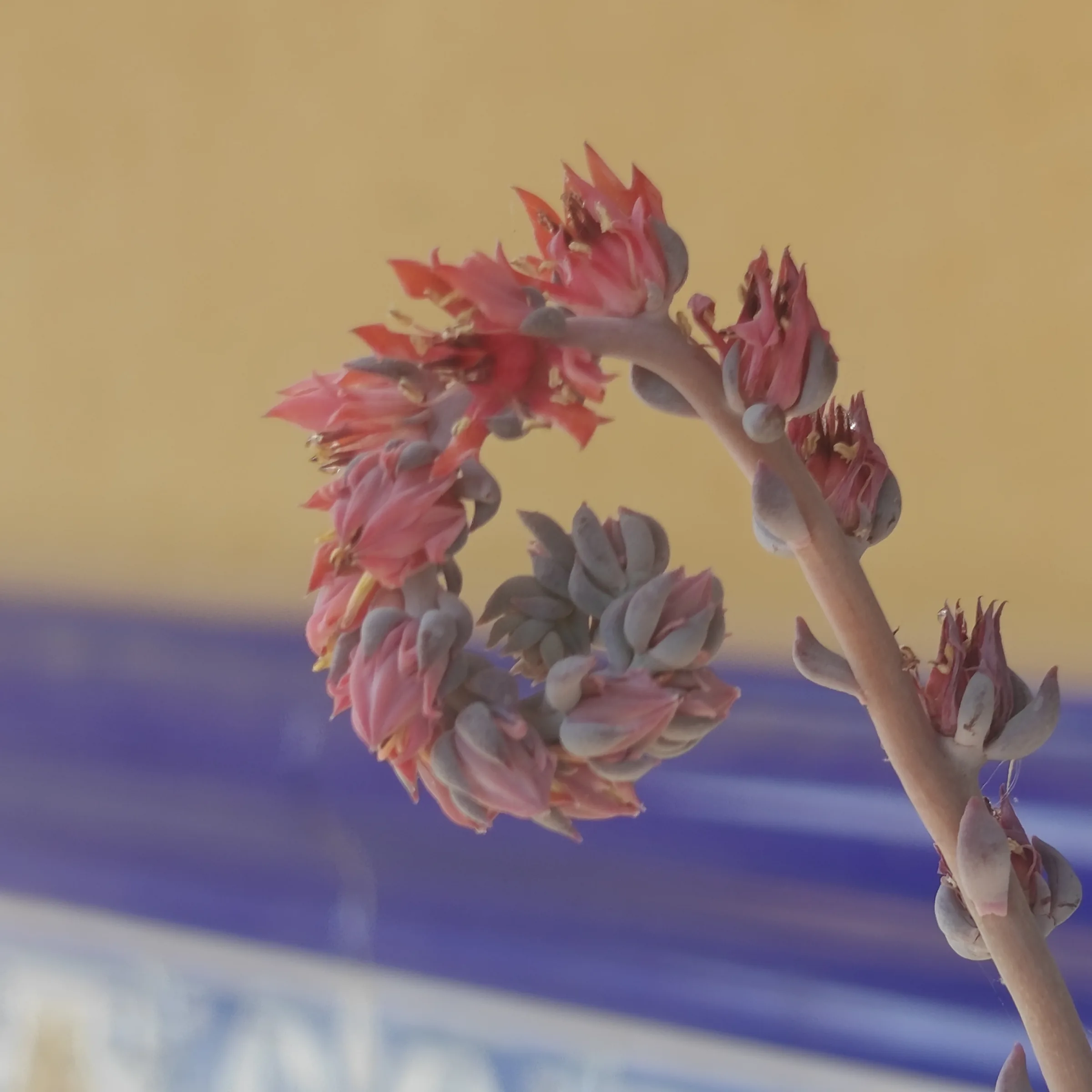 Echeveria Pig Nose flor 2