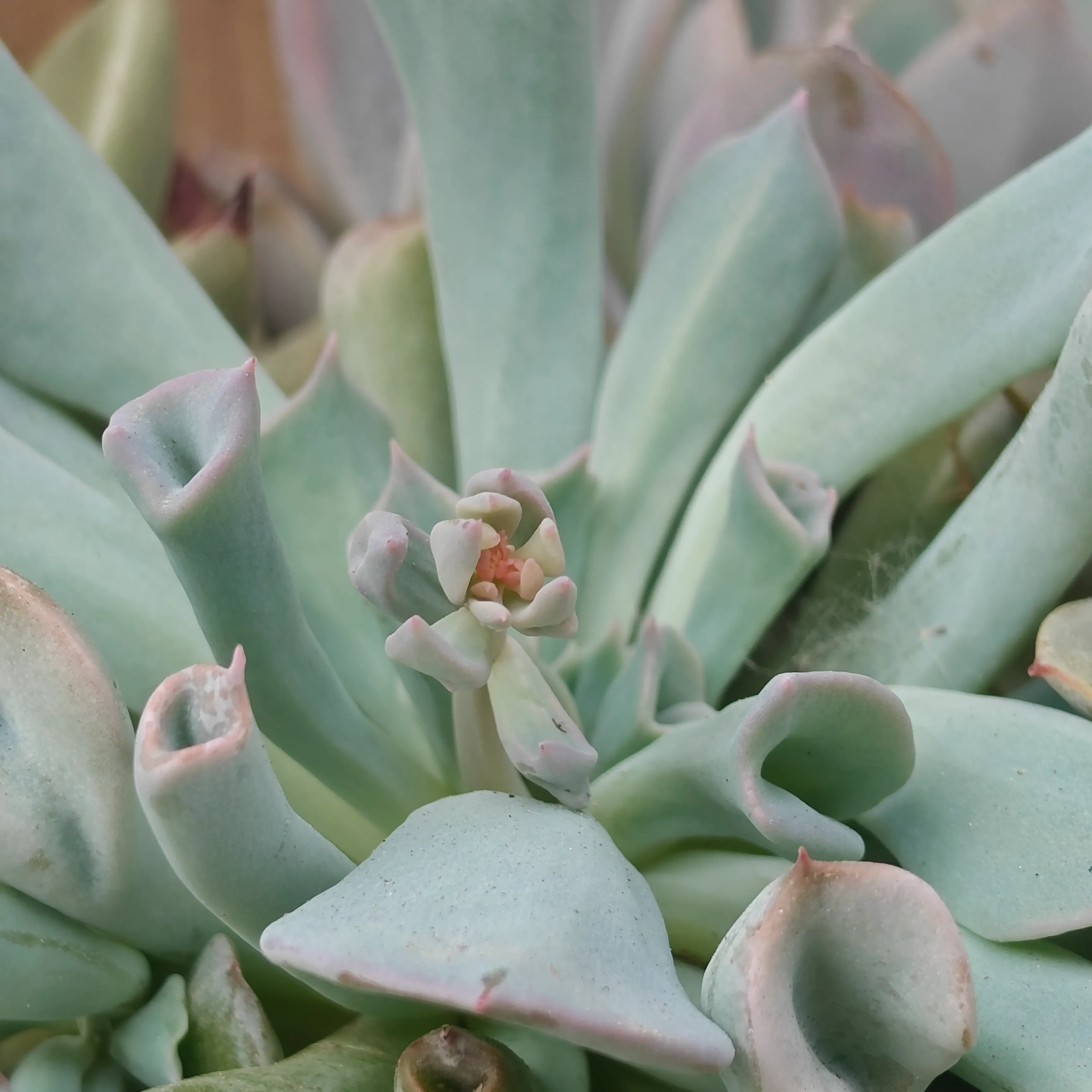 Echeveria Pig Nose 4