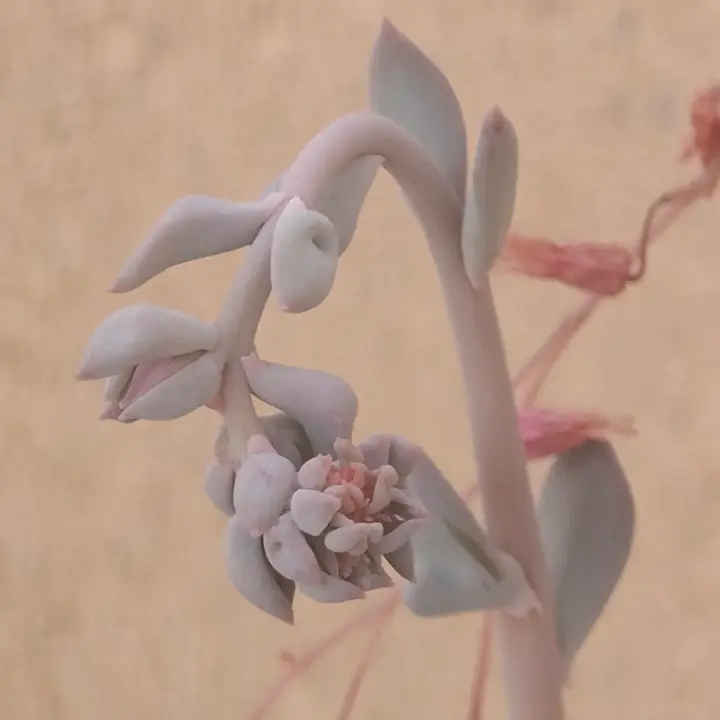Echeveria Pig Nose flor 5