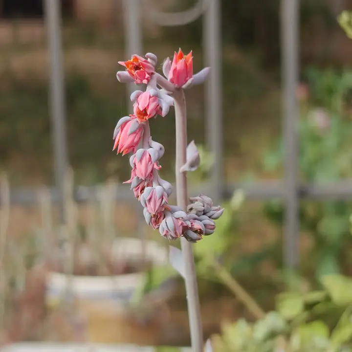 Echeveria Pig Nose flor 4