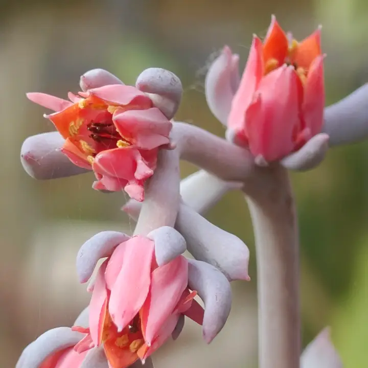Echeveria Pig Nose flor 3