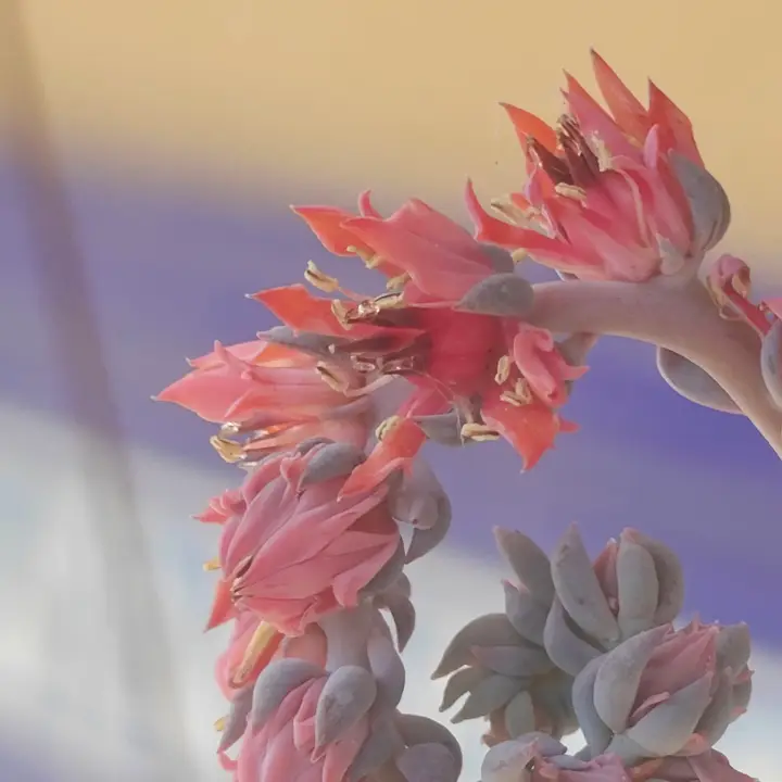 Echeveria Pig Nose flor 1
