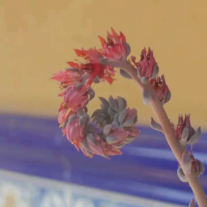Echeveria Pig Nose flor 2
