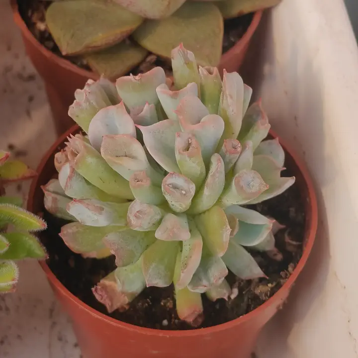 Echeveria Pig Nose 2
