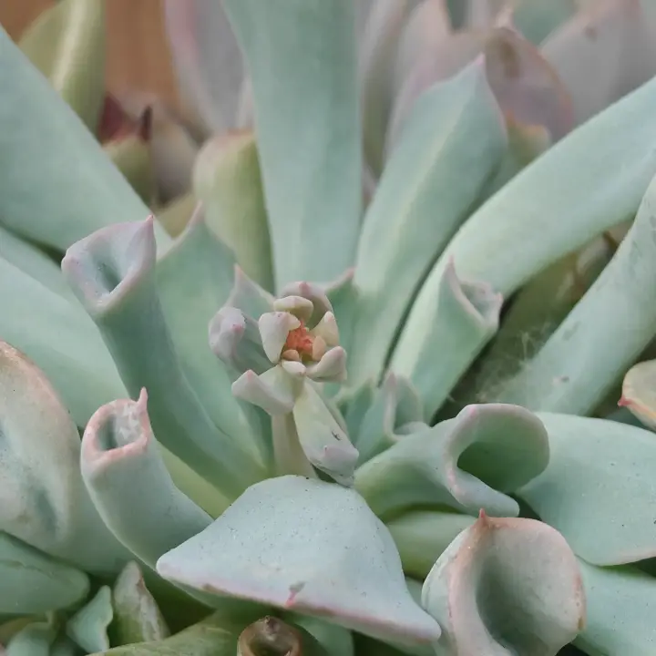 Echeveria Pig Nose flor 6