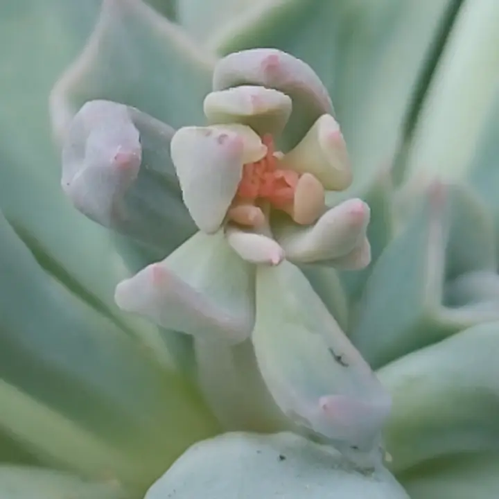 Echeveria Pig Nose flor 7