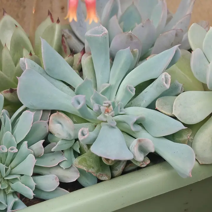 Echeveria Pig Nose 1