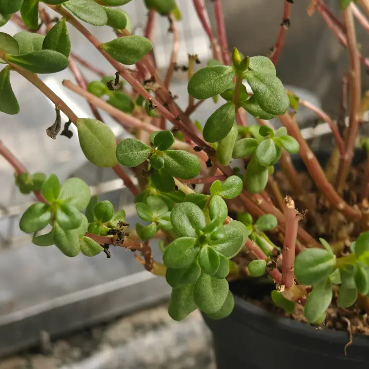 Portulaca oleracea 1
