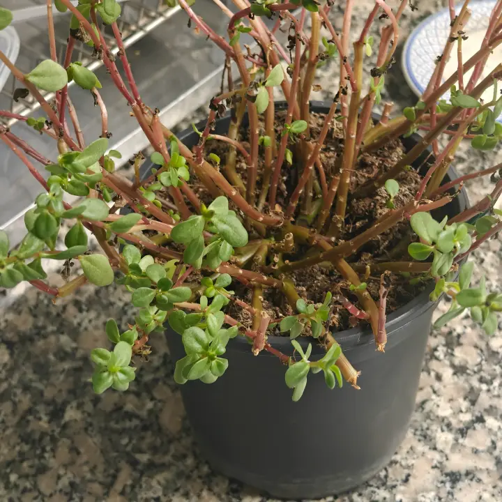 Portulaca oleracea 2