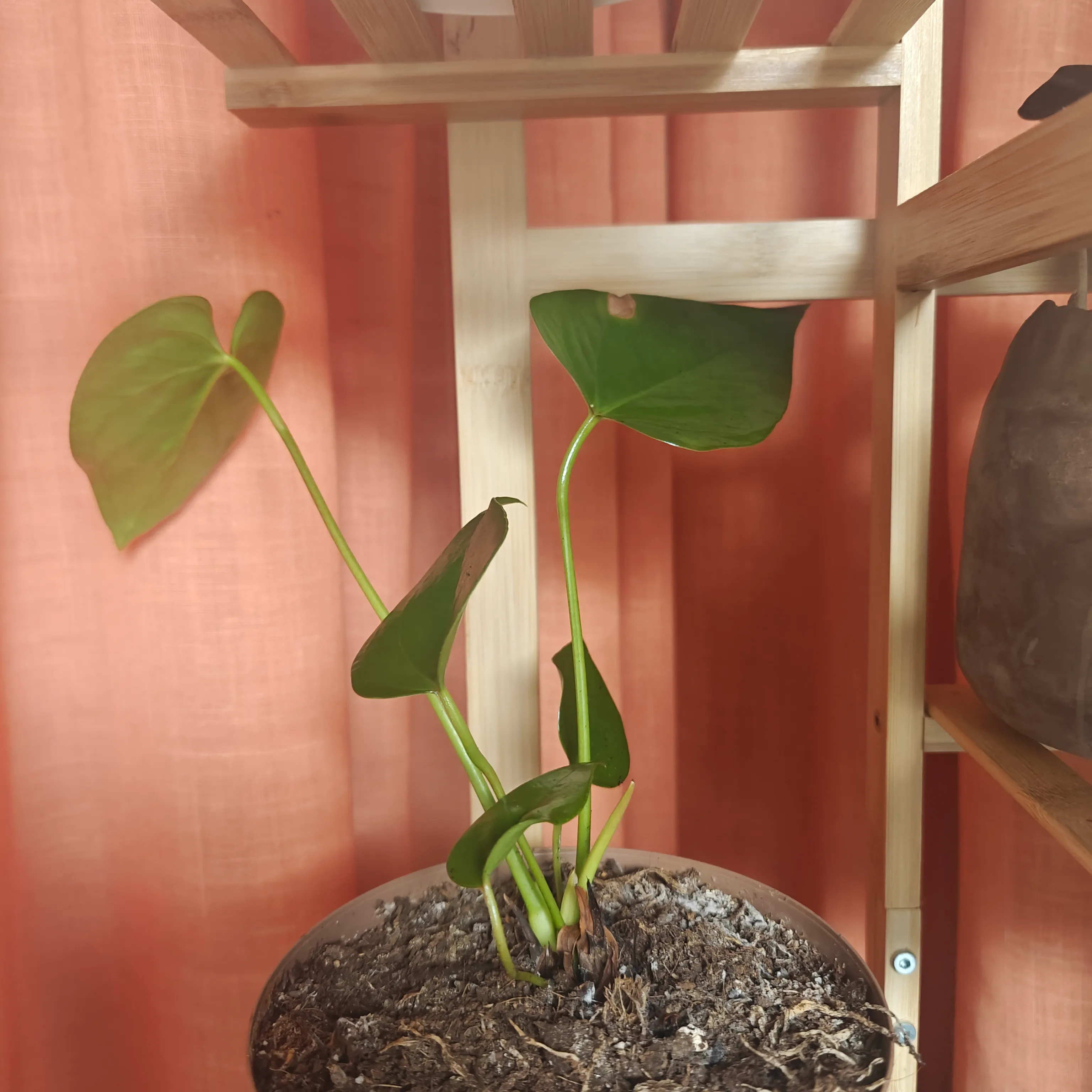 Anthurium