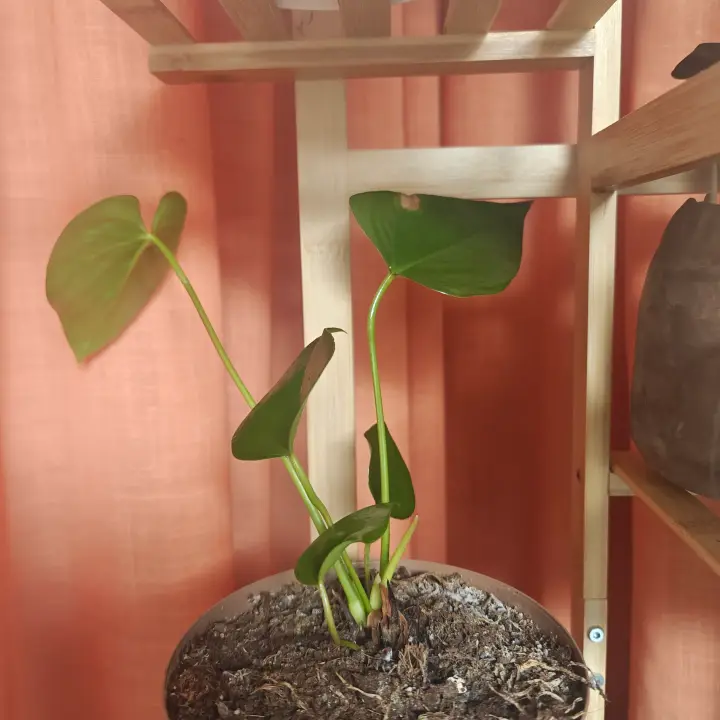 Anthurium 1