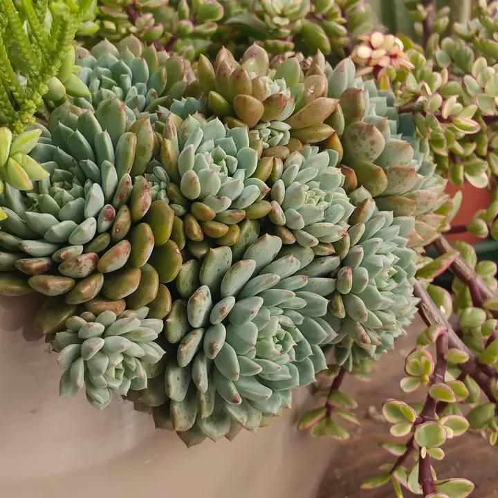 Echeveria Chrissy n Ryan 2