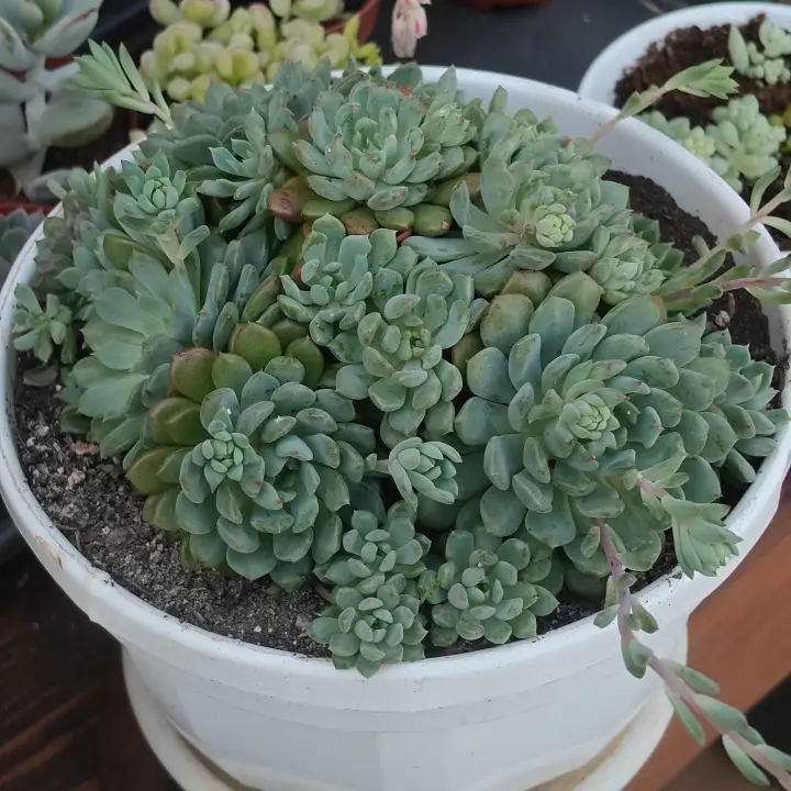 Echeveria Chrissy n Ryan 3