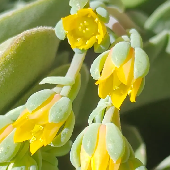 Echeveria Chrissy n Ryan flor 2