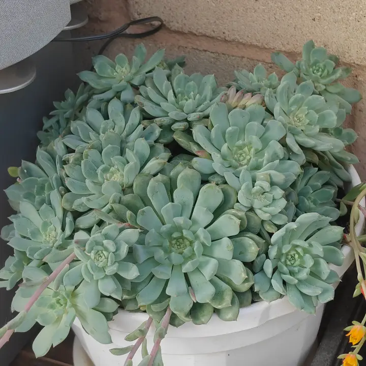 Echeveria Chrissy n Ryan 1
