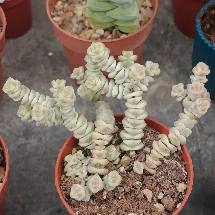 Crassula marnieriana 'Fantasy' 1