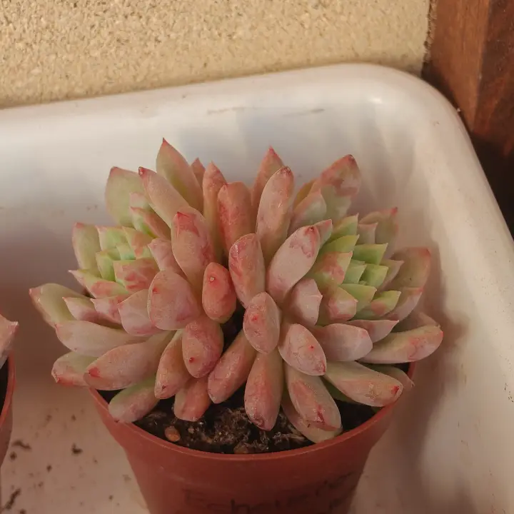 Echeveria Blood Swallow 1
