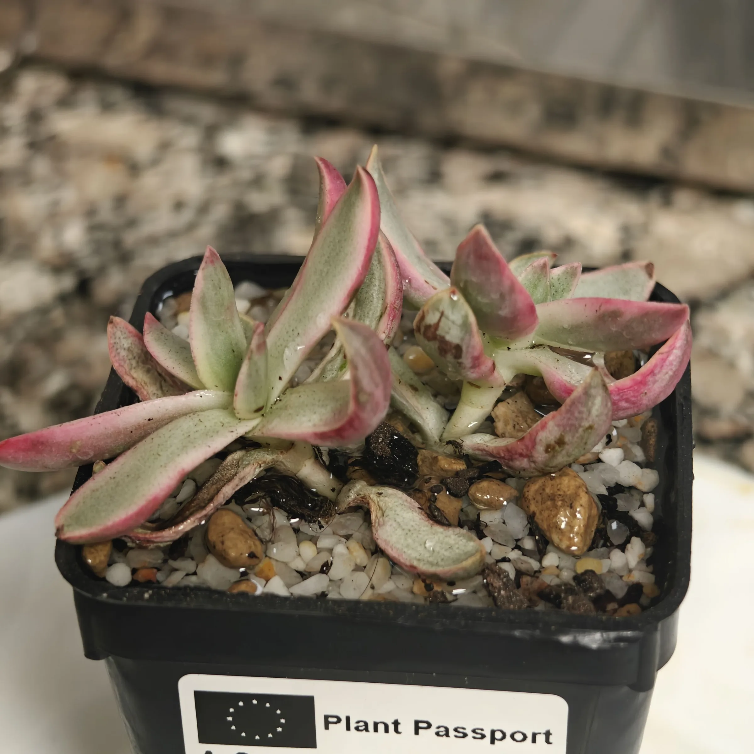 Crassula Candy Cane