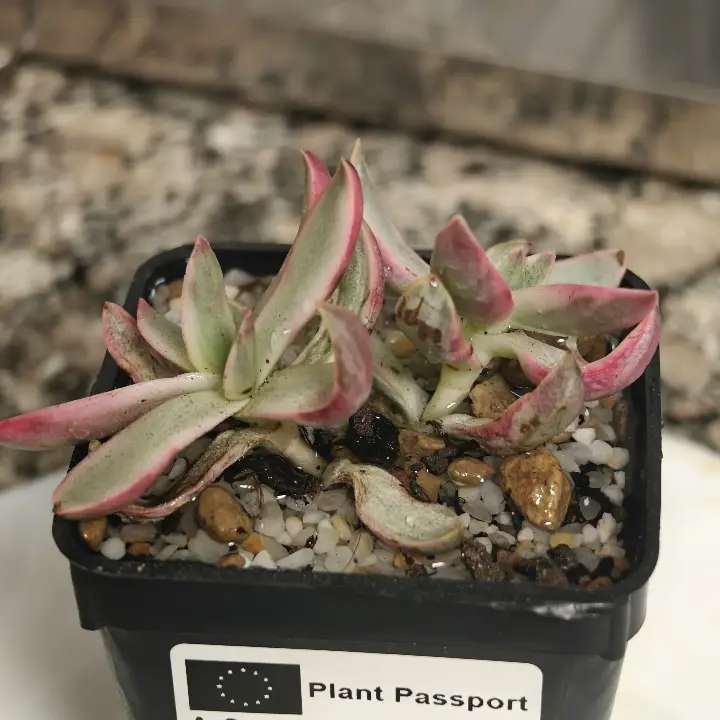 Crassula Candy Cane 1