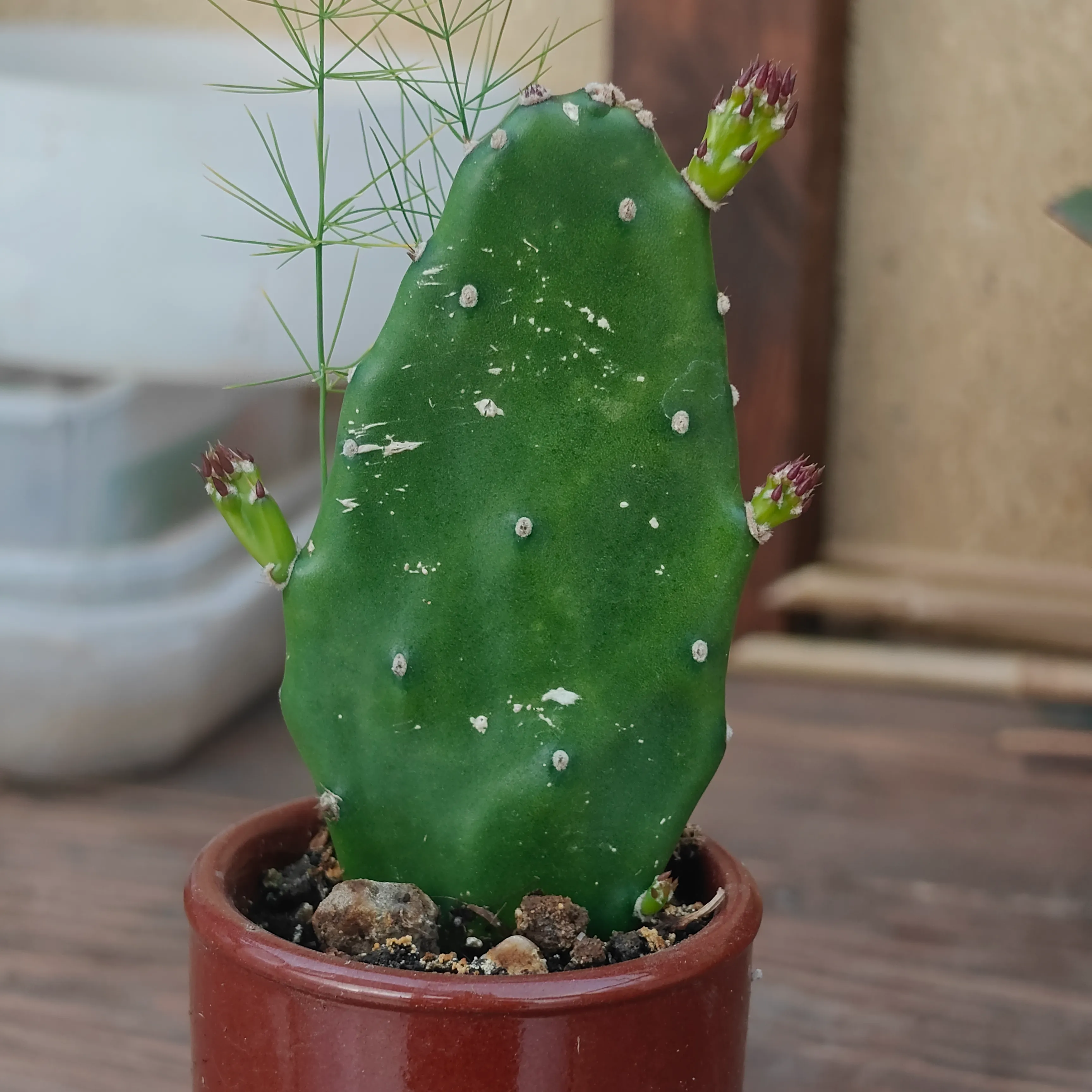 Opuntia cochenillifera