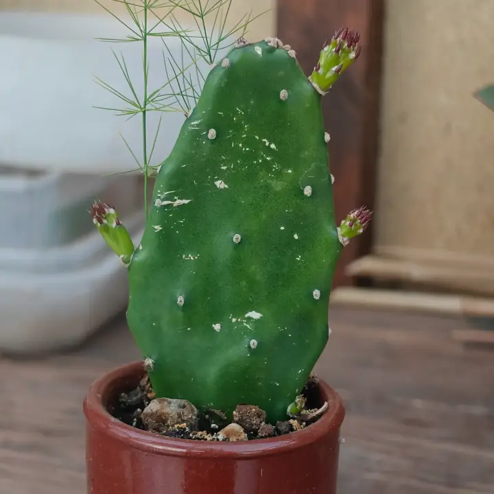 Opuntia cochenillifera 1