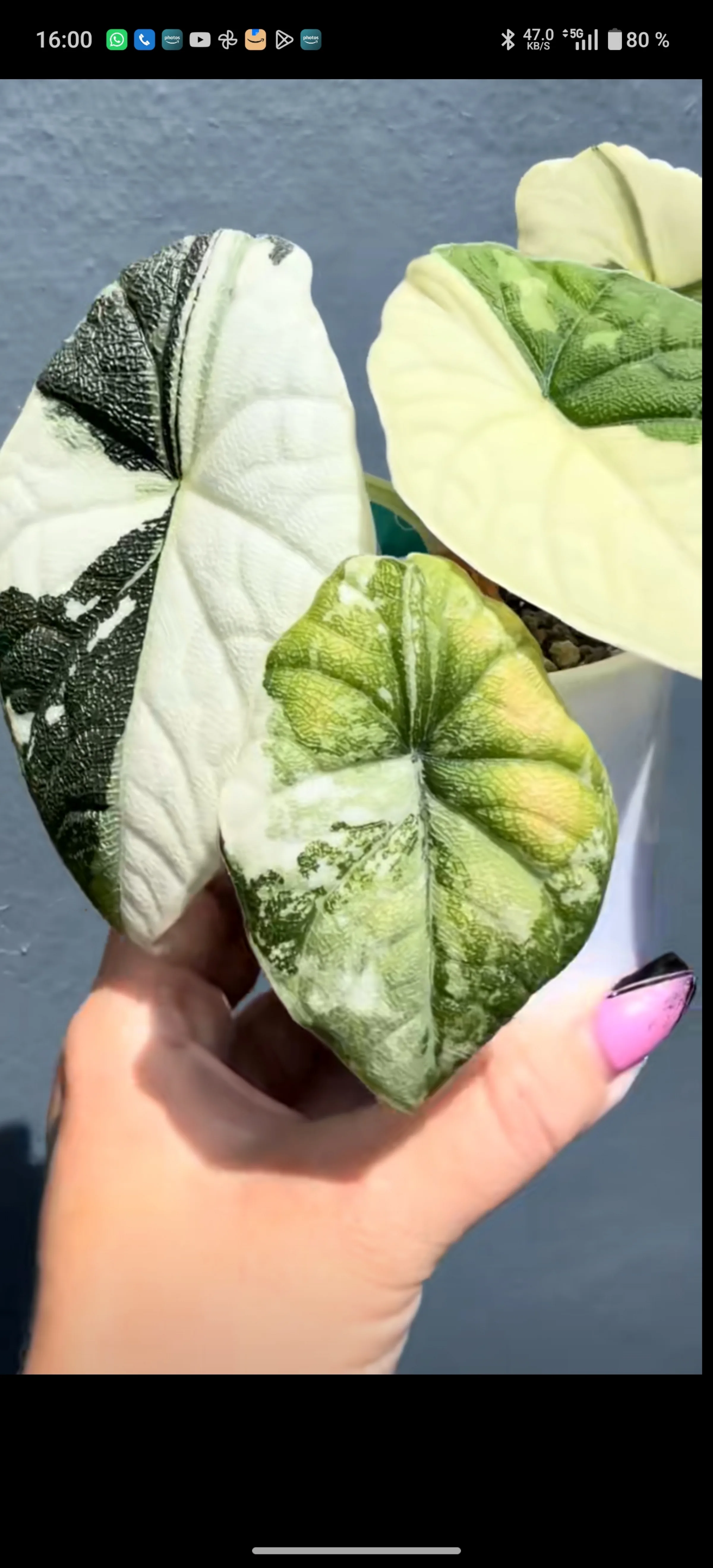 Alocasia Melo Albo