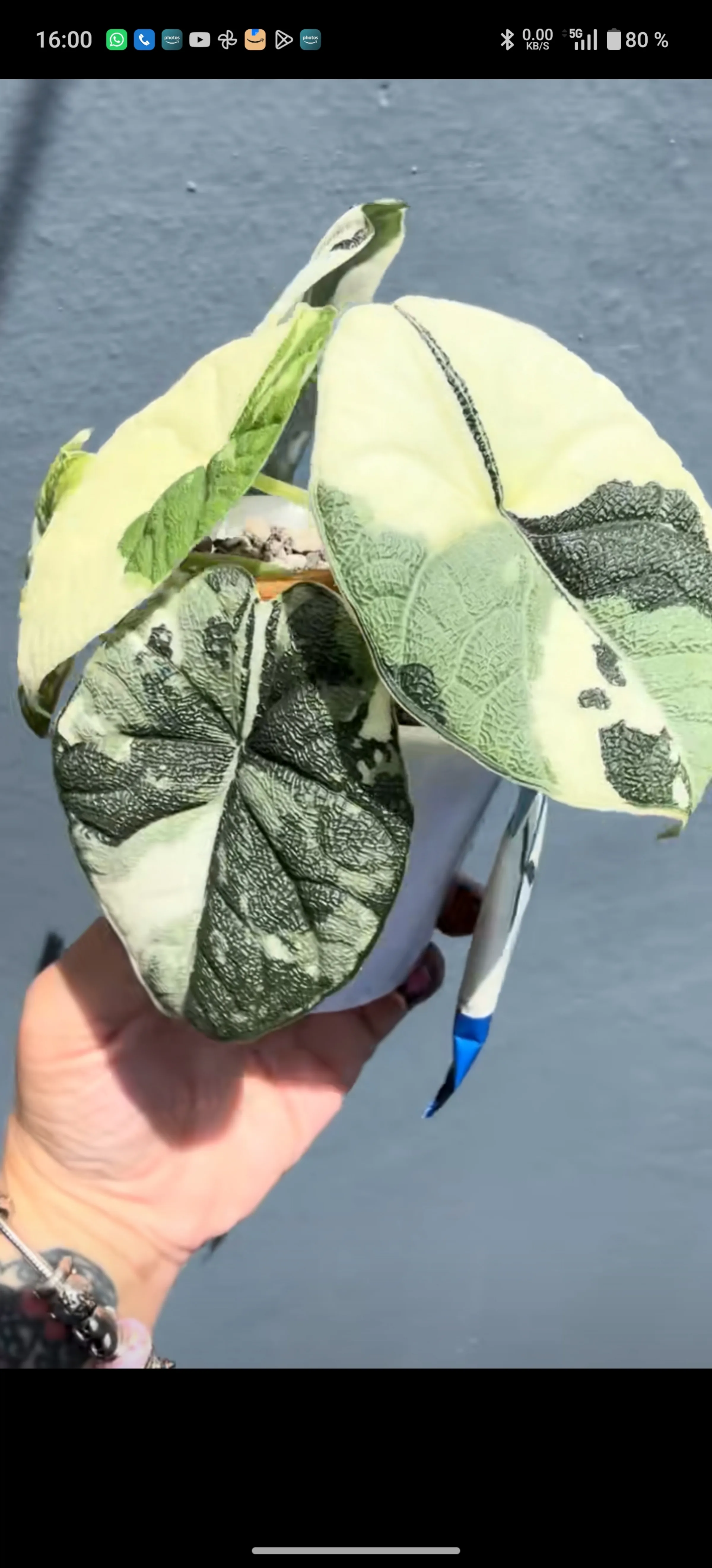 Alocasia Melo Albo 2