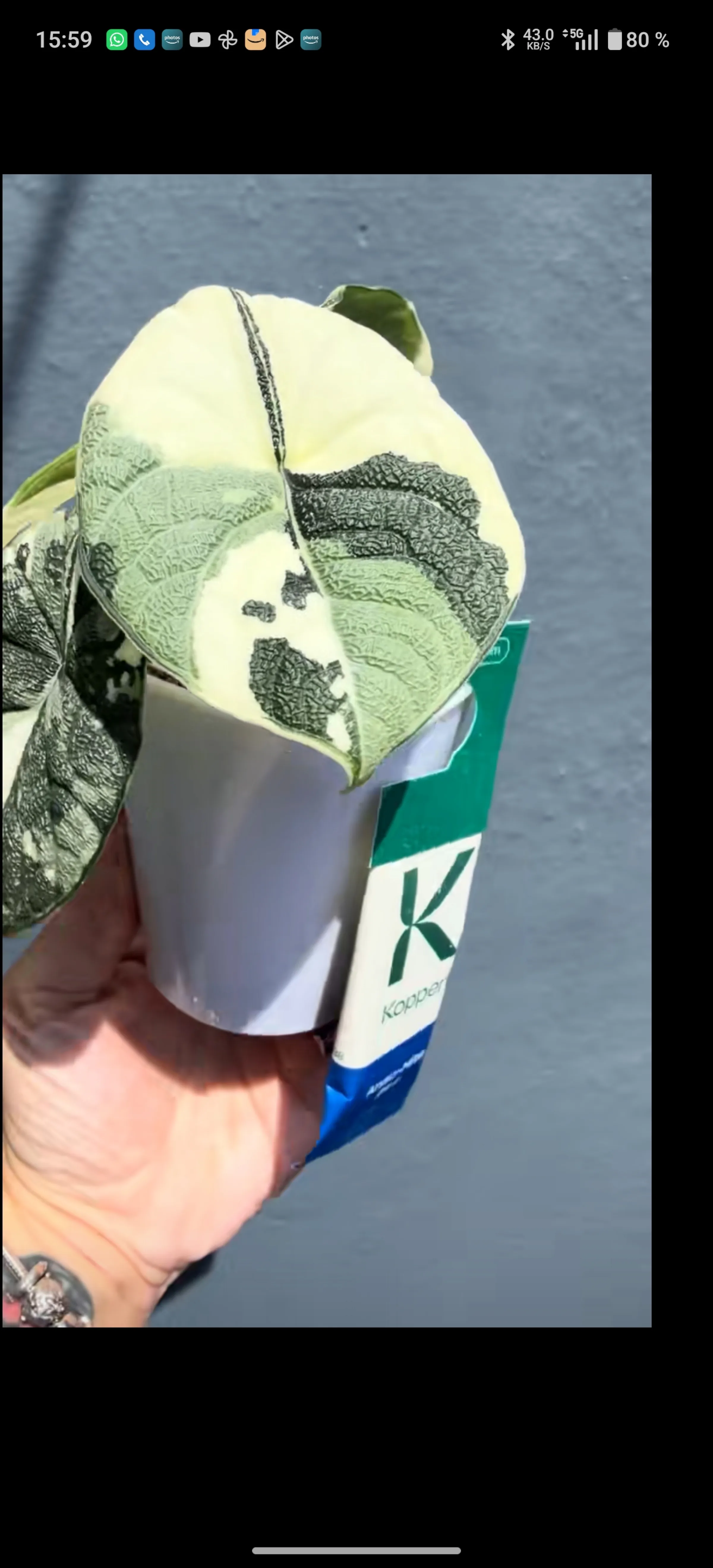 Alocasia Melo Albo 3