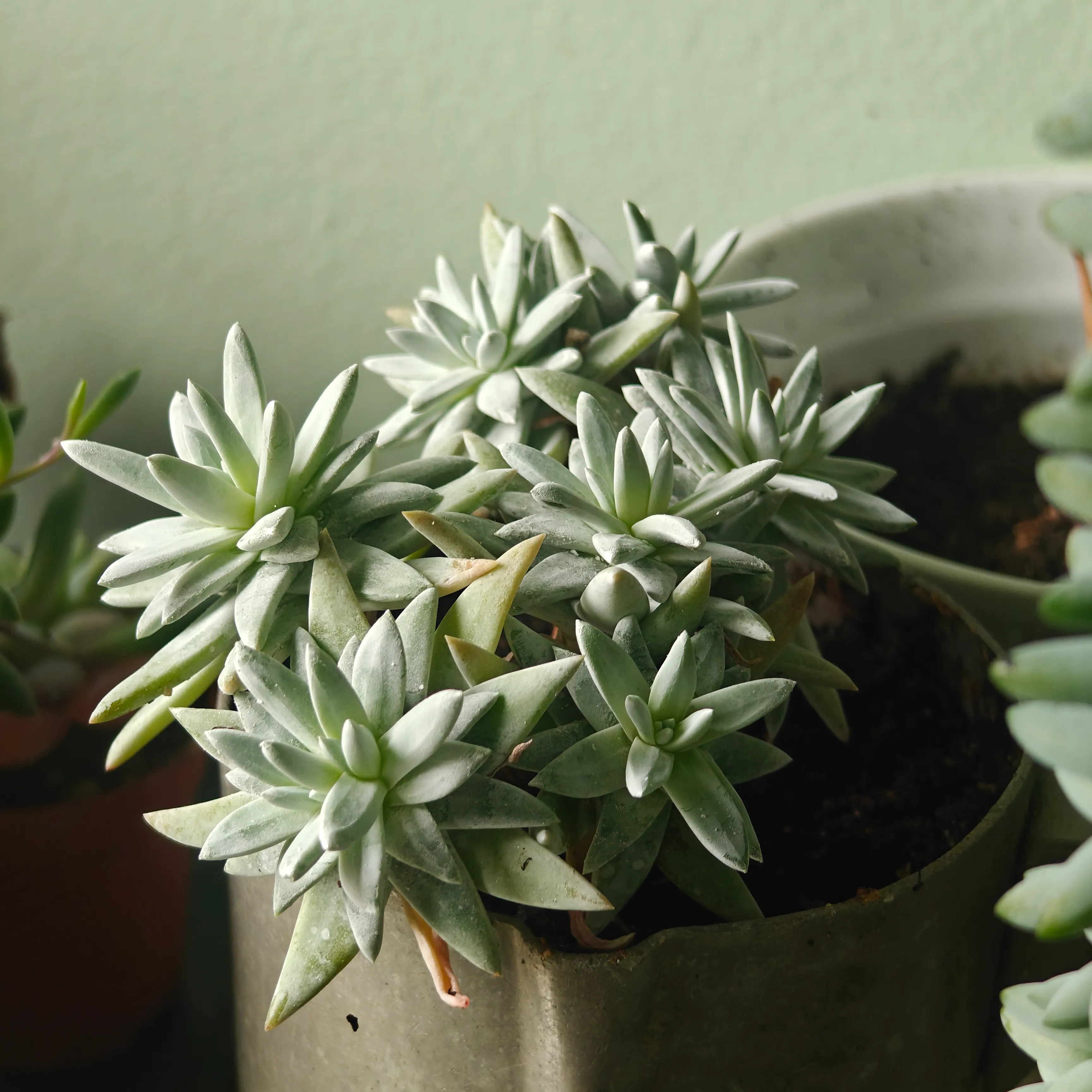 Dudleya greenei