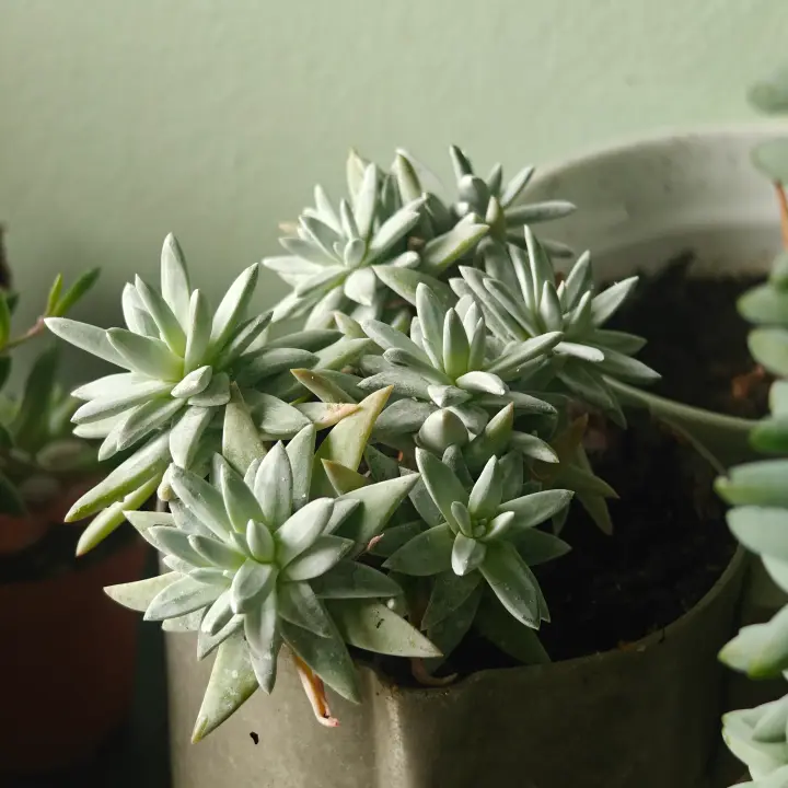 Dudleya greenei 1