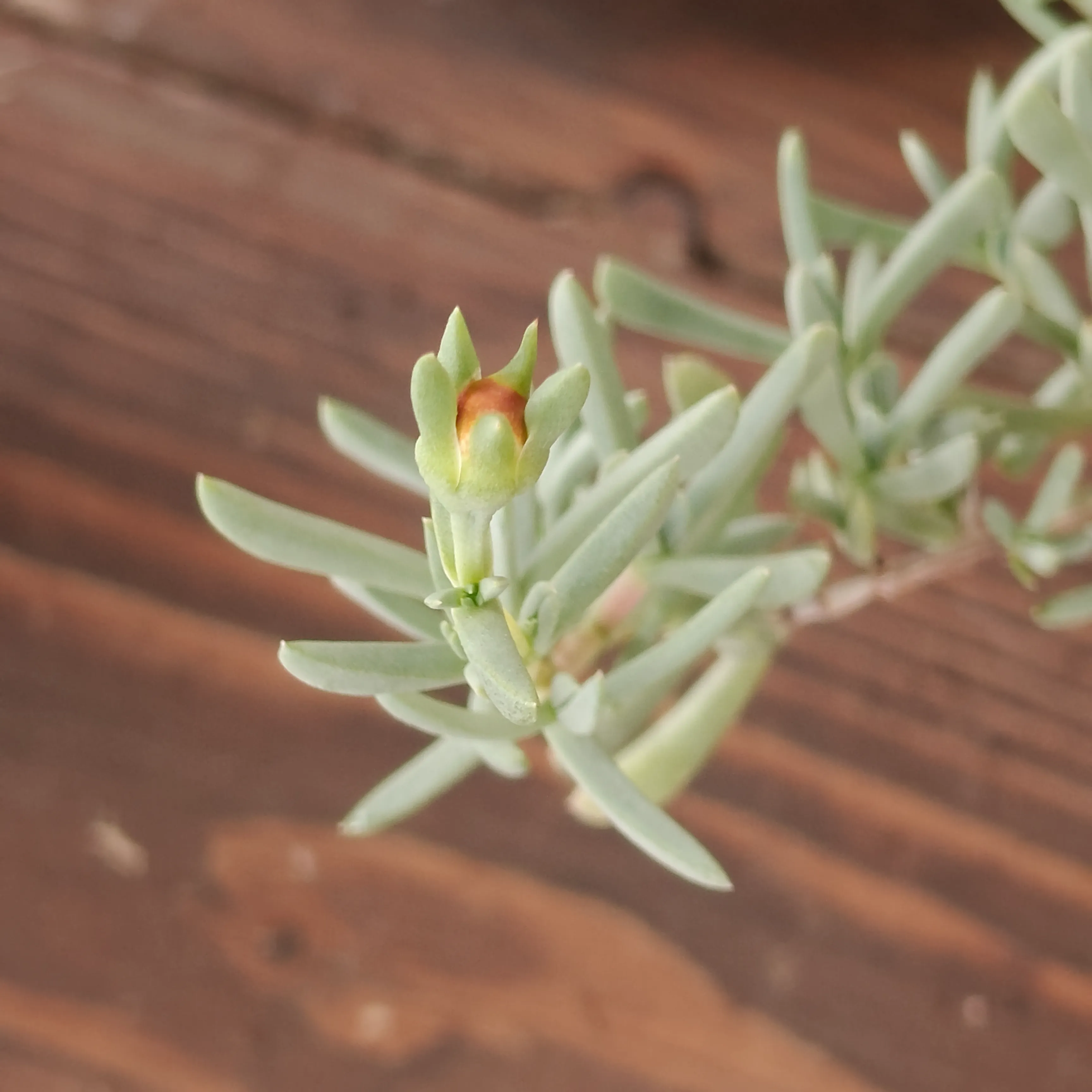 Lampranthus multiradiatus 4