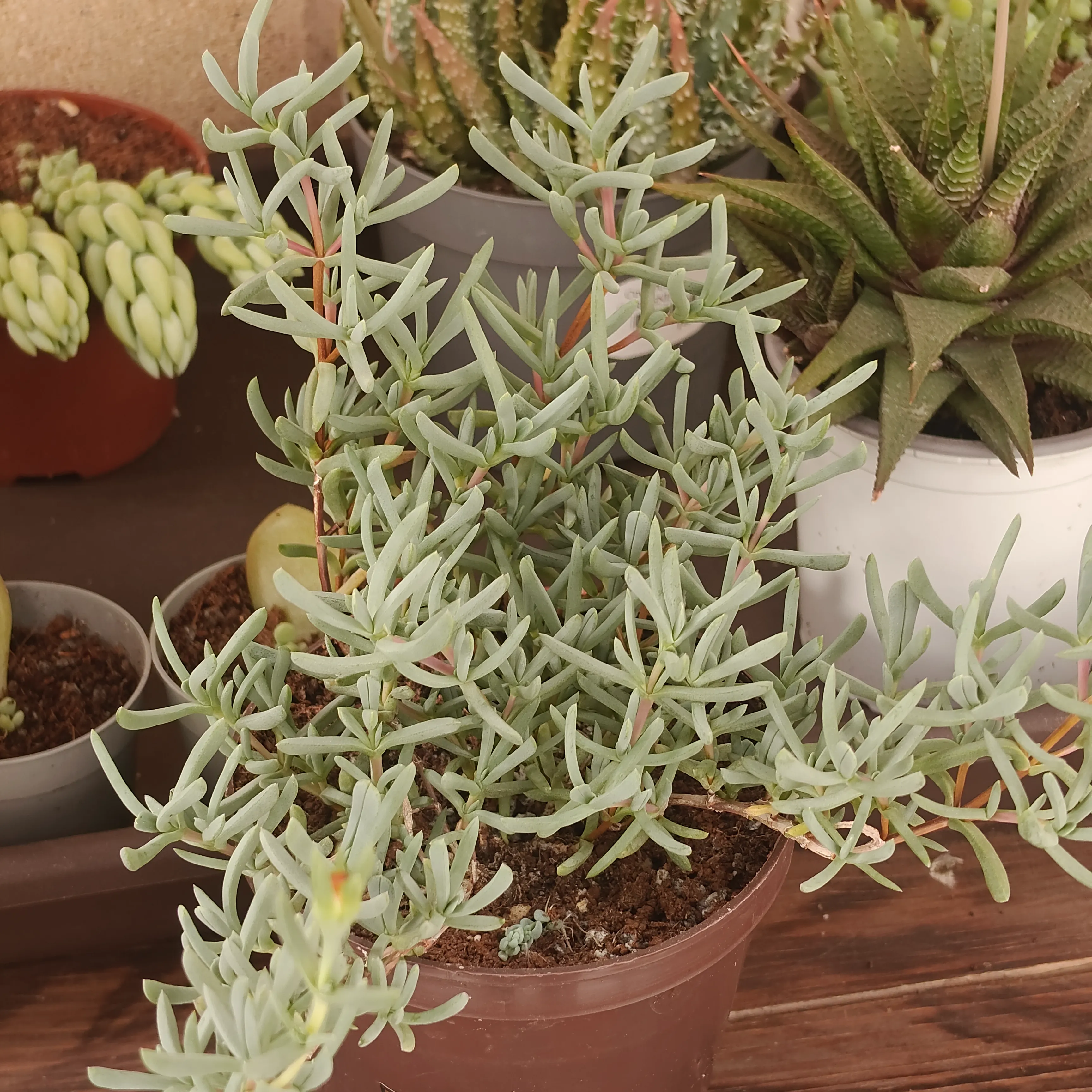 Lampranthus multiradiatus
