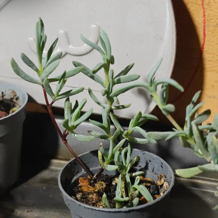 Lampranthus multiradiatus 2