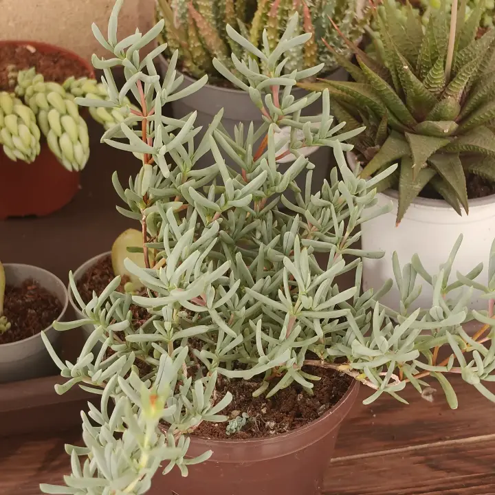 Lampranthus multiradiatus 1