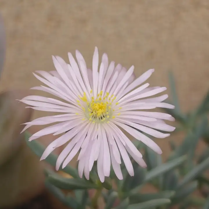 Lampranthus multiradiatus flor 1