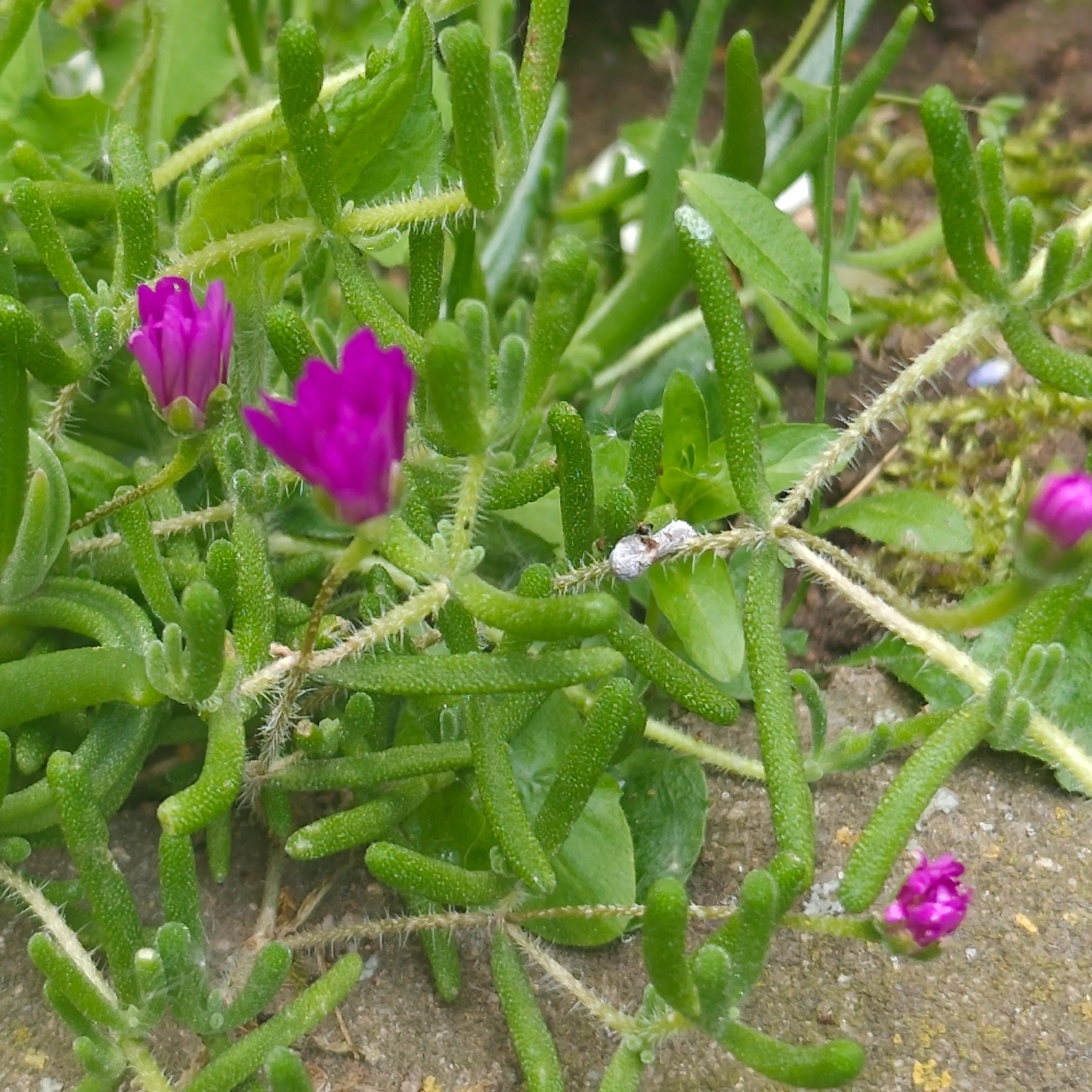 Mesembryanthemum nodiflorum