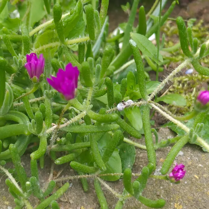 Mesembryanthemum nodiflorum 1