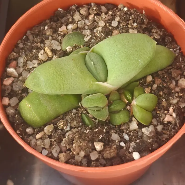 Gasteria glomerata 1