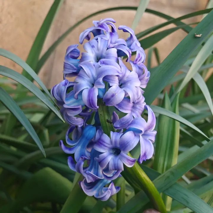 Hyacinthus orientalis 1
