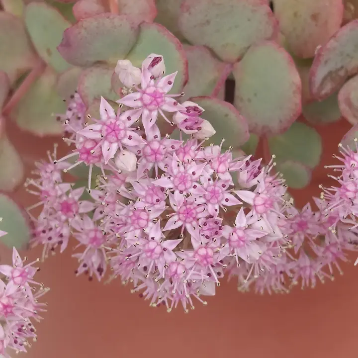 Sedum sieboldii flor 1