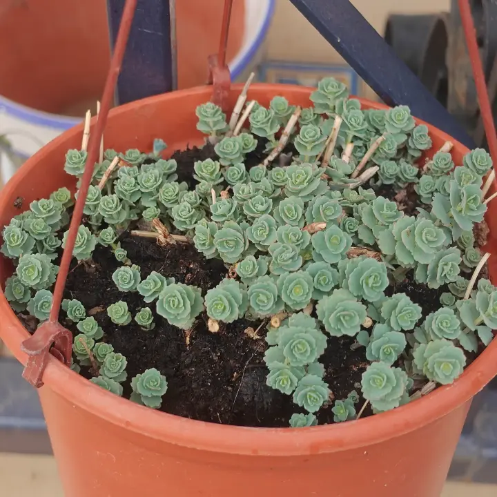 Sedum sieboldii 2